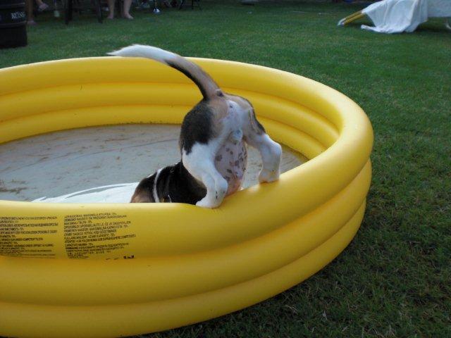 Welpe im Planschbecken